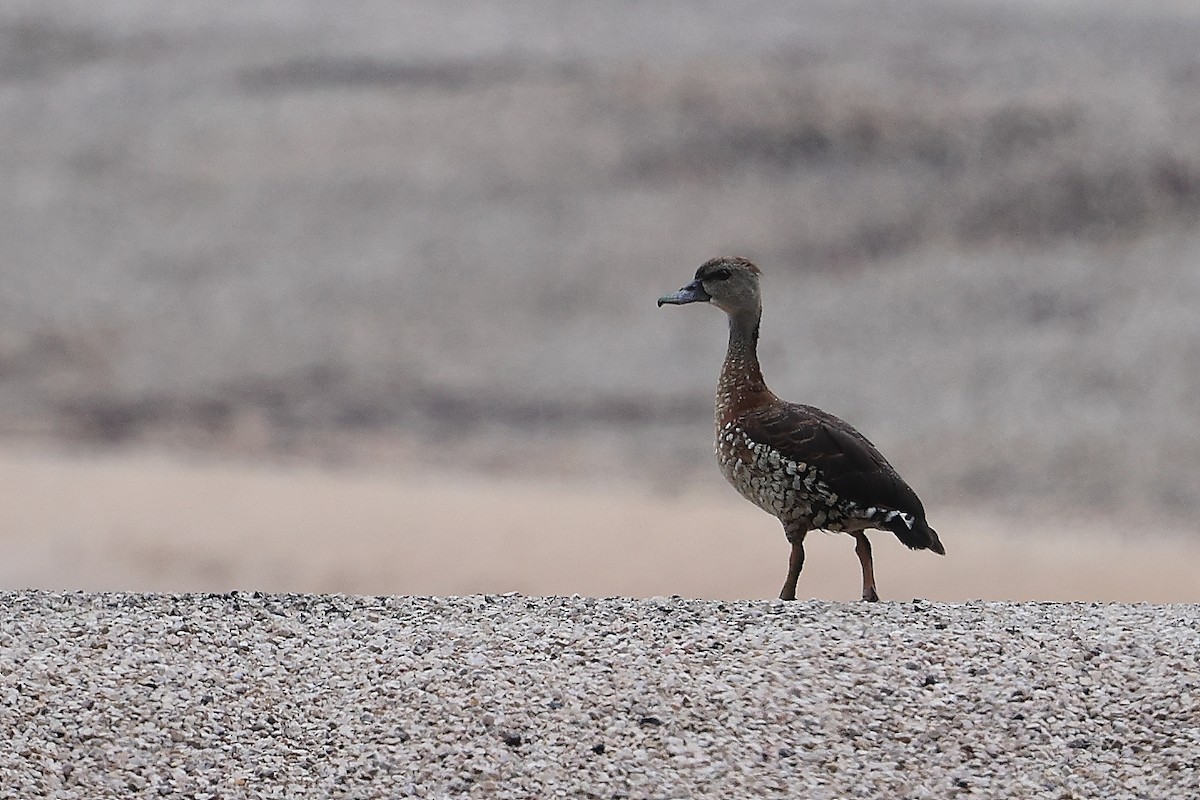 Spotted Whistling-Duck - ML613261011