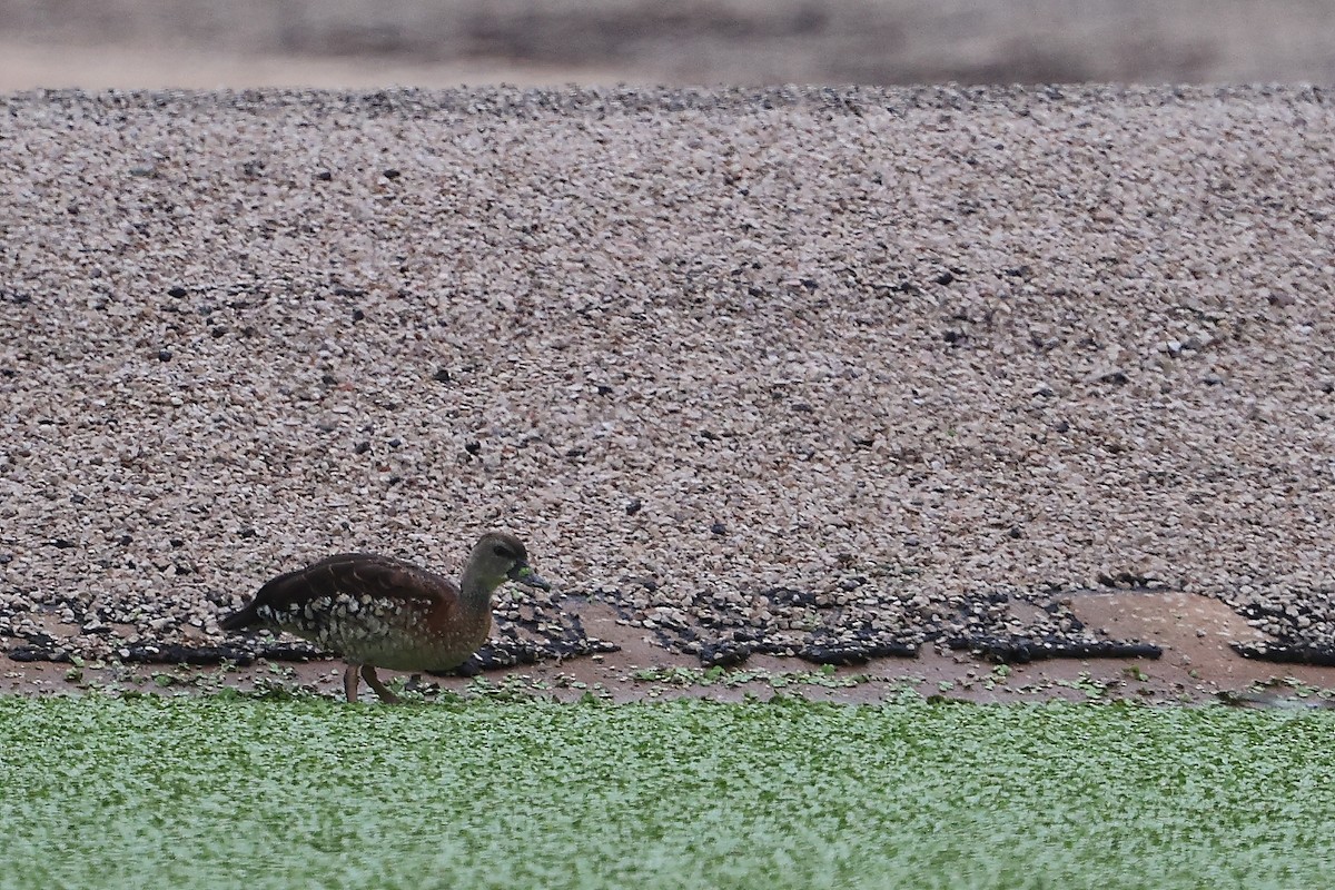 Spotted Whistling-Duck - ML613261012