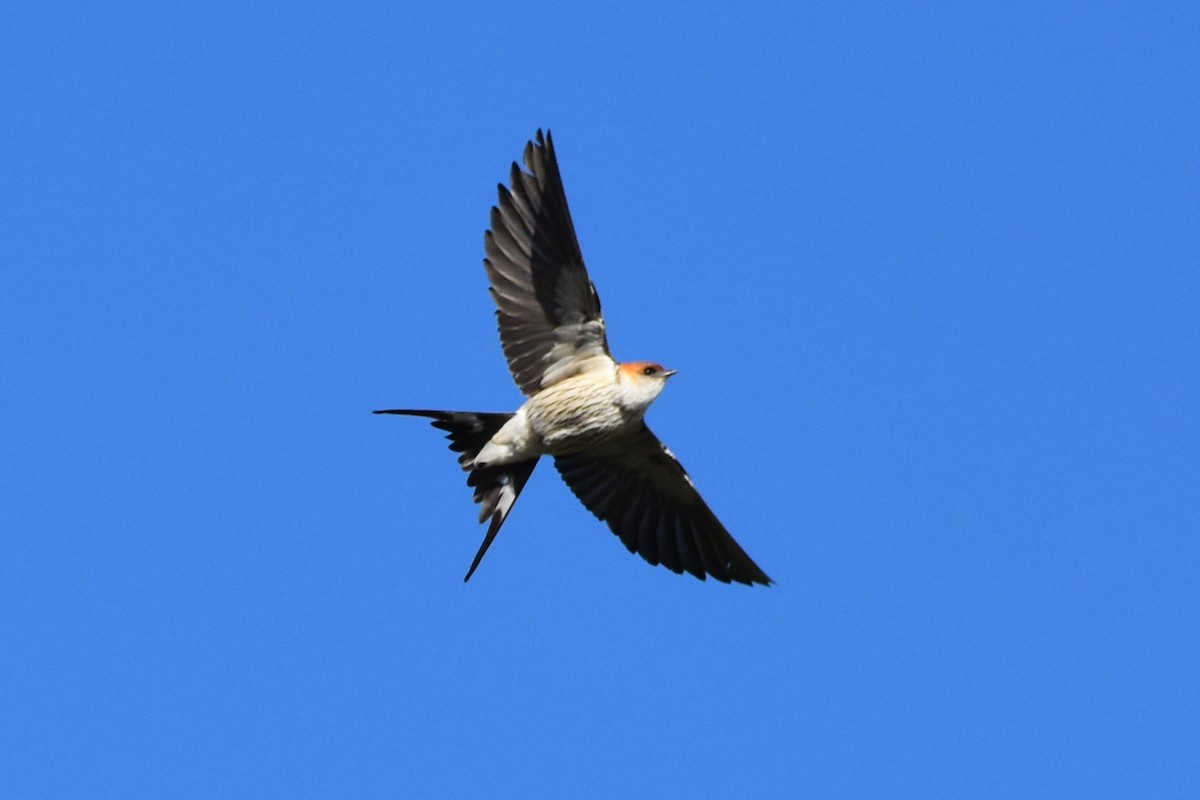 Greater Striped Swallow - ML613261030
