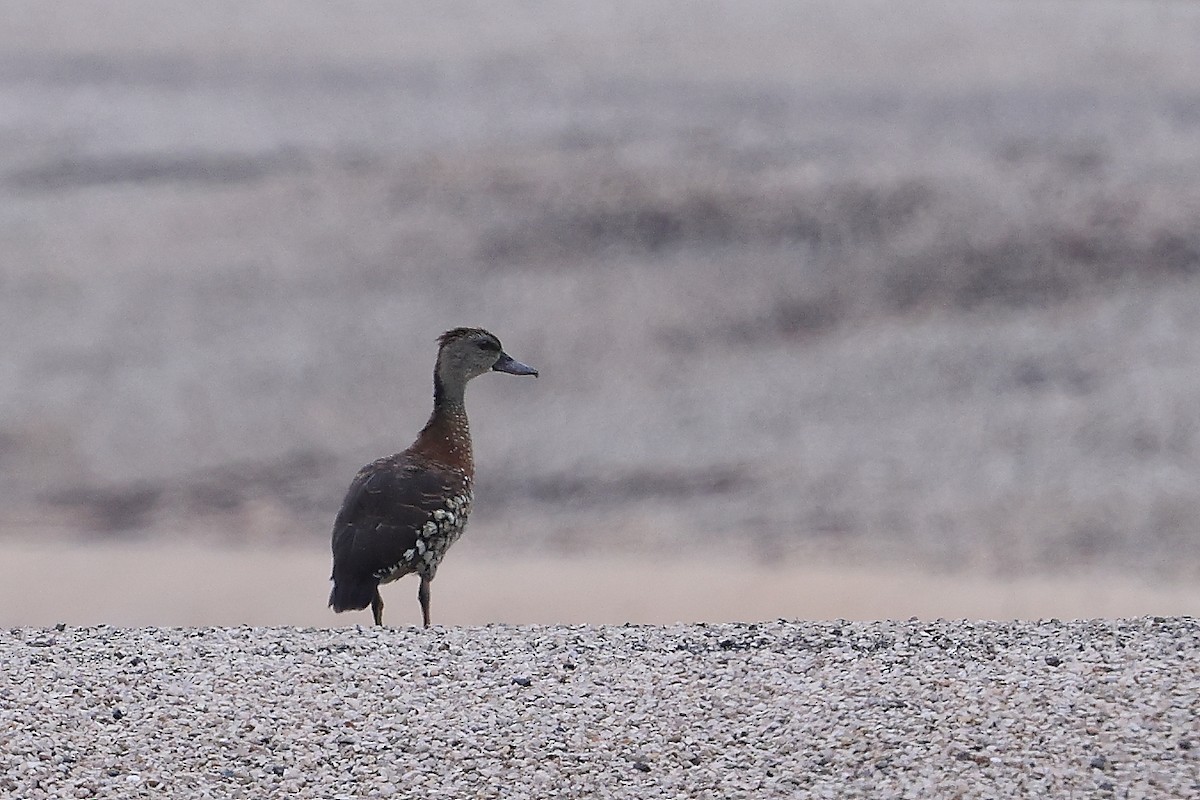 Spotted Whistling-Duck - ML613261066