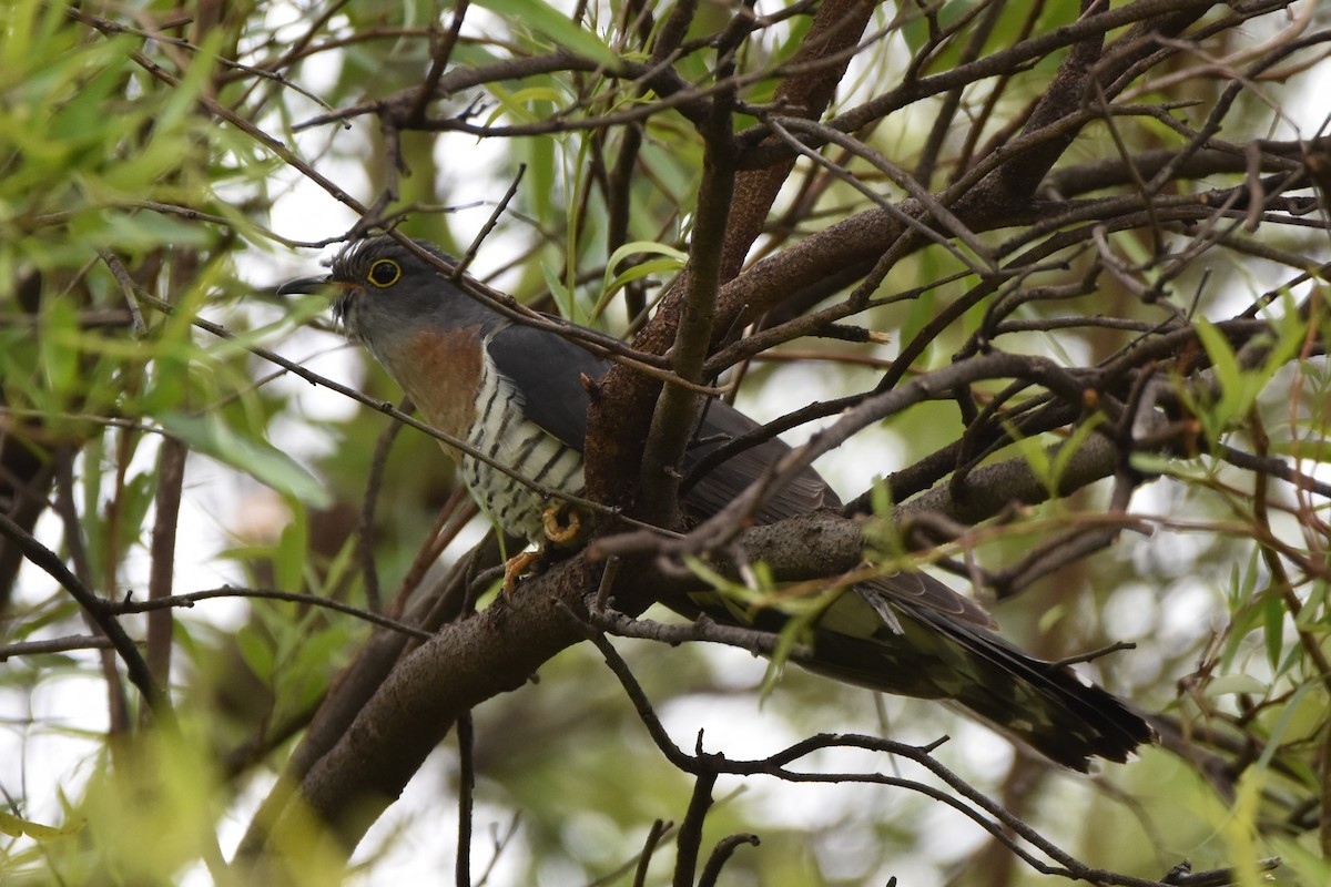 Red-chested Cuckoo - ML613261089