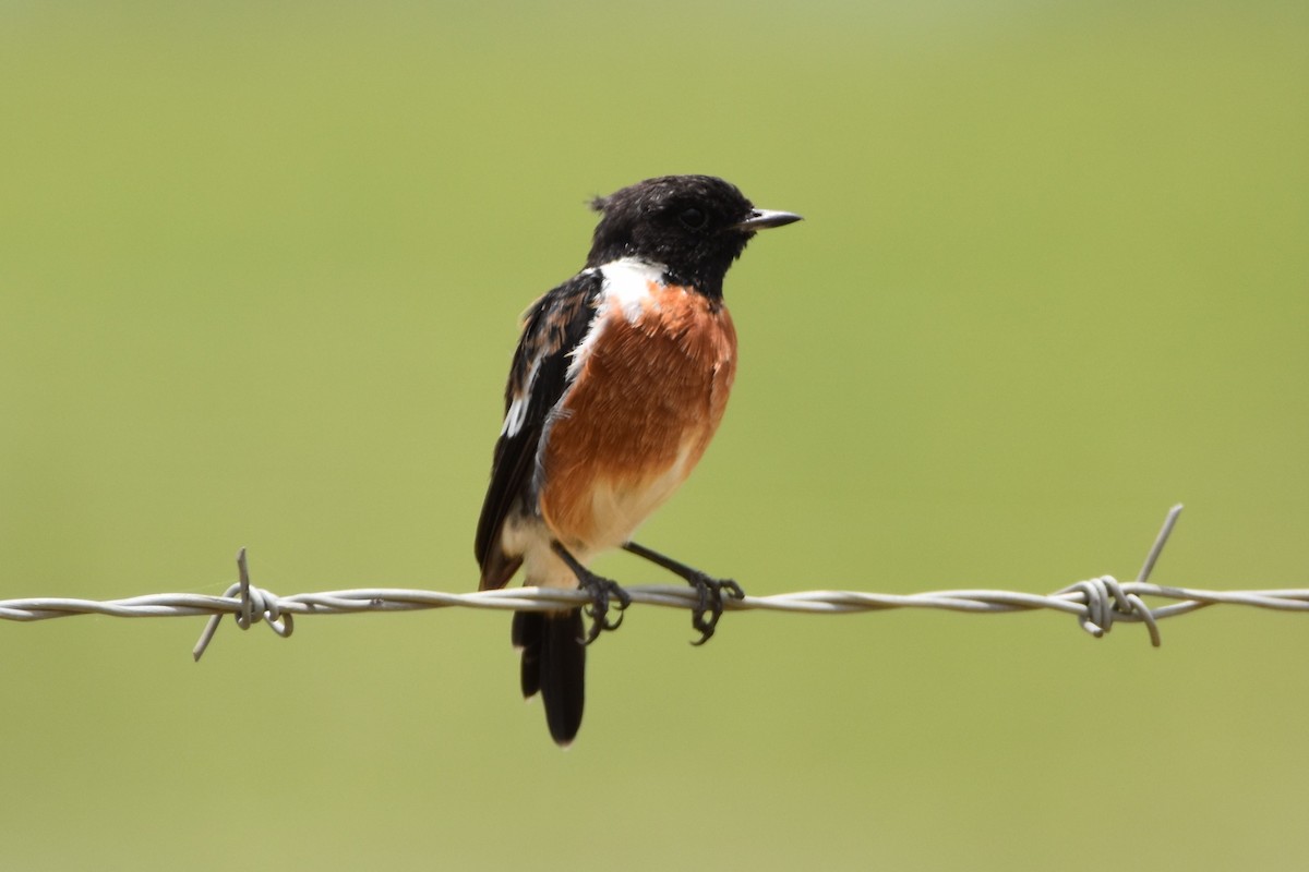 African Stonechat - ML613261207