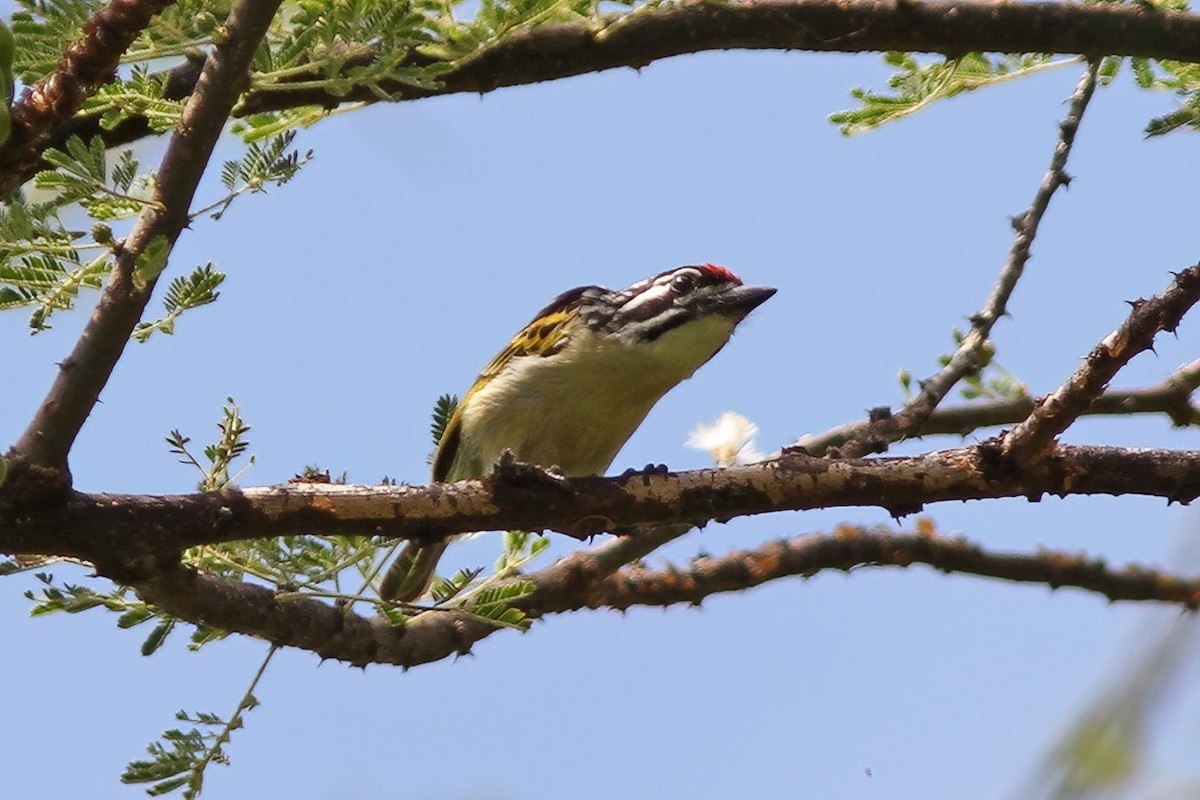 Red-fronted Tinkerbird - ML613261209