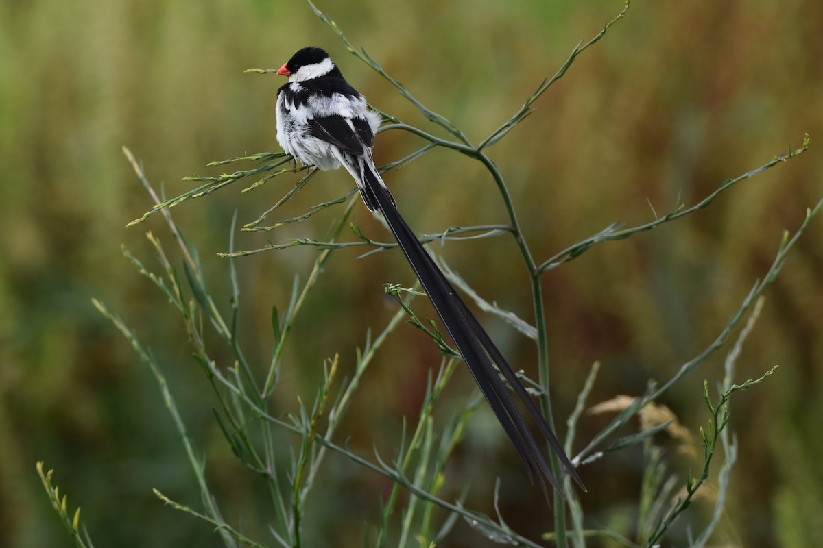 Pin-tailed Whydah - ML613261225