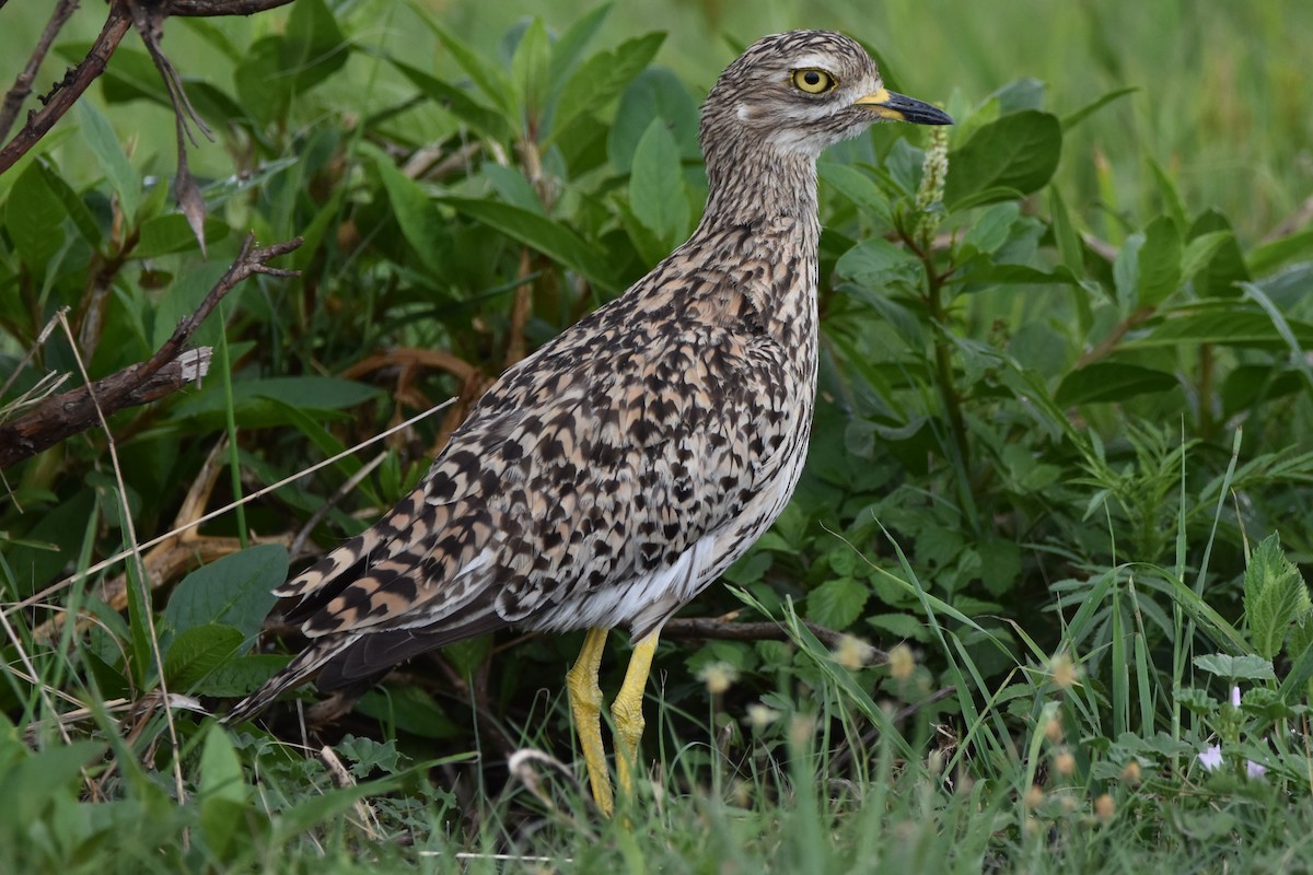 Spotted Thick-knee - ML613261246