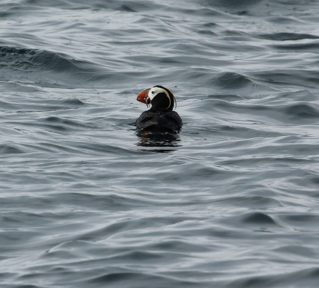 Tufted Puffin - ML613261279