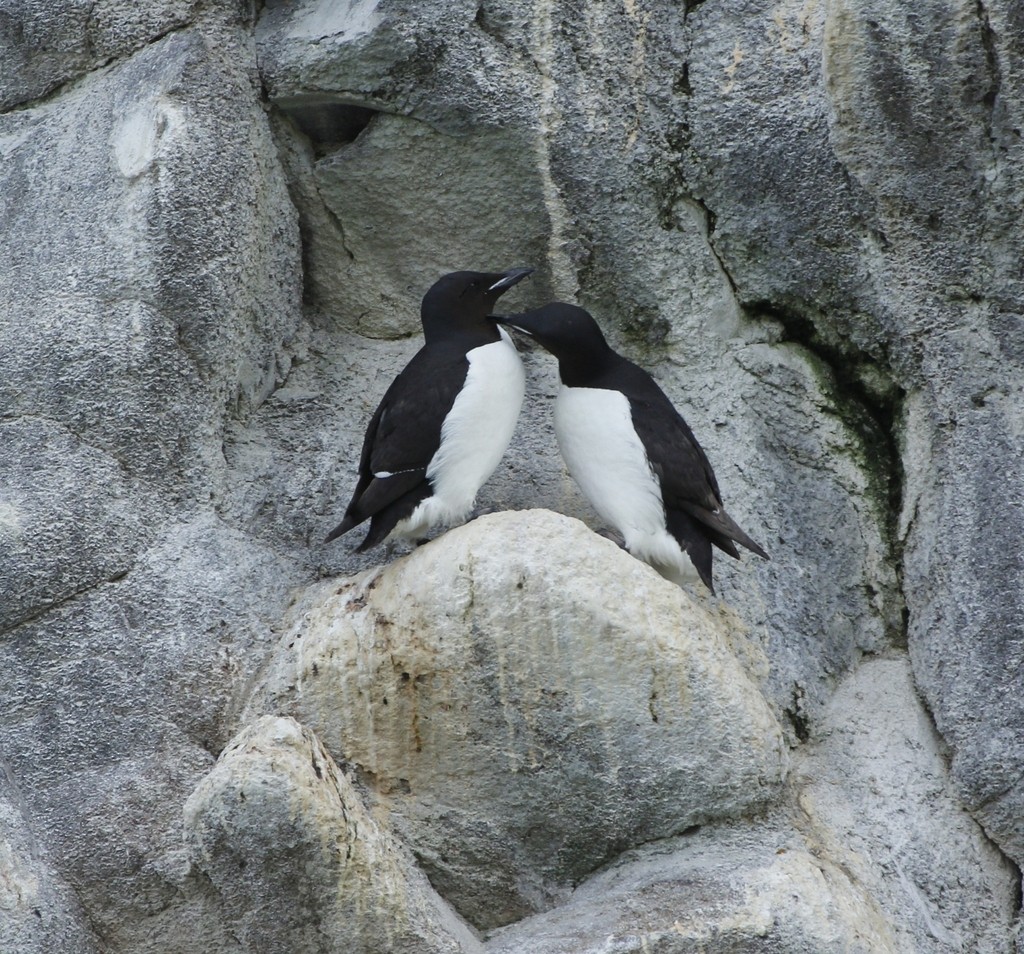 Thick-billed Murre - ML613261287