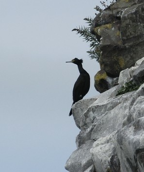 Red-faced Cormorant - ML613261299