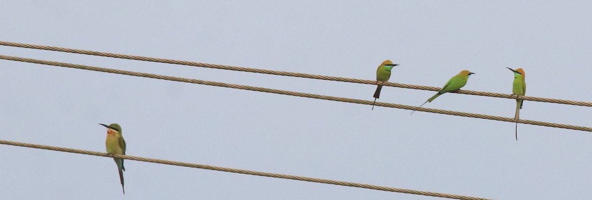 Asian Green Bee-eater - ML613261597