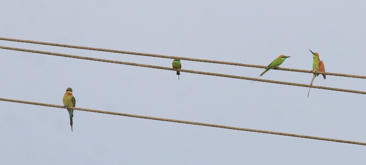 Asian Green Bee-eater - ML613261599