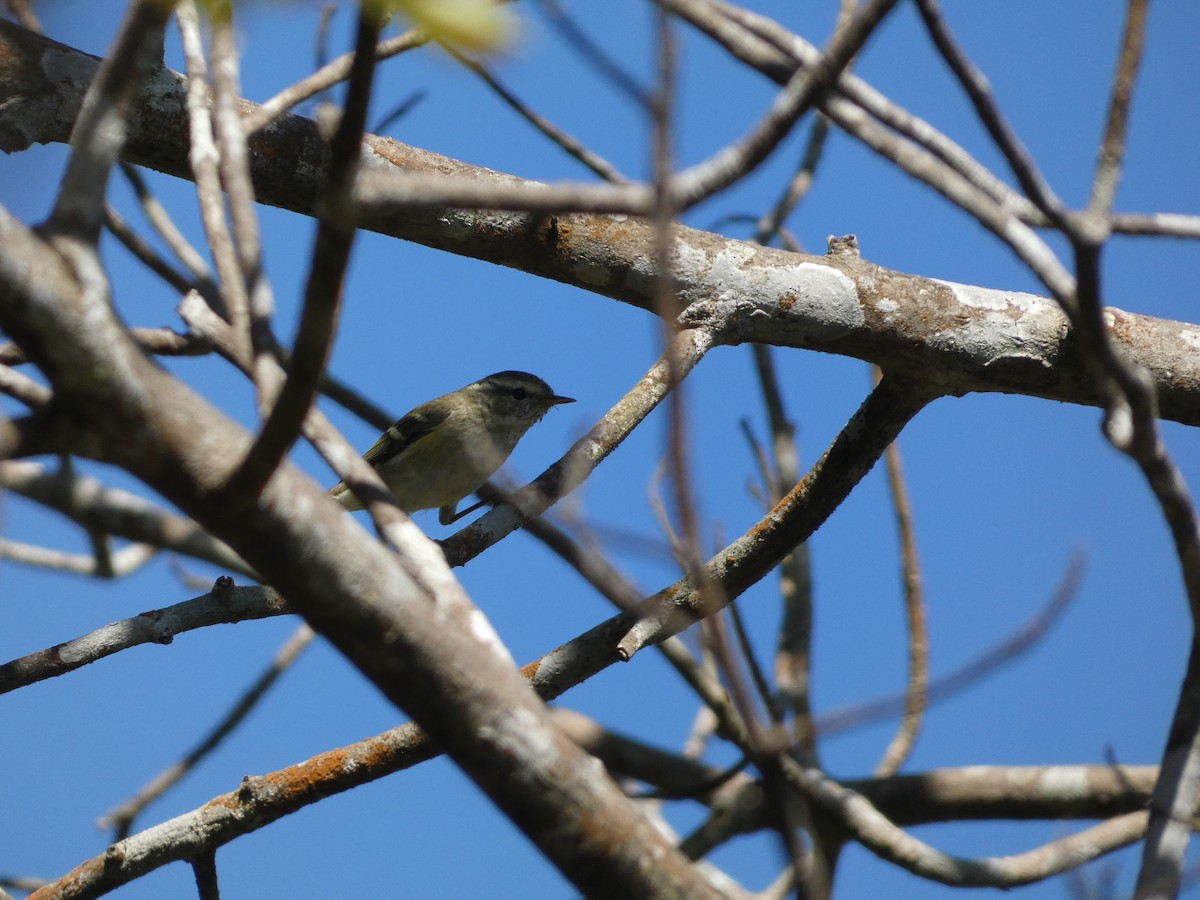 Yellow-browed Warbler - ML613261715