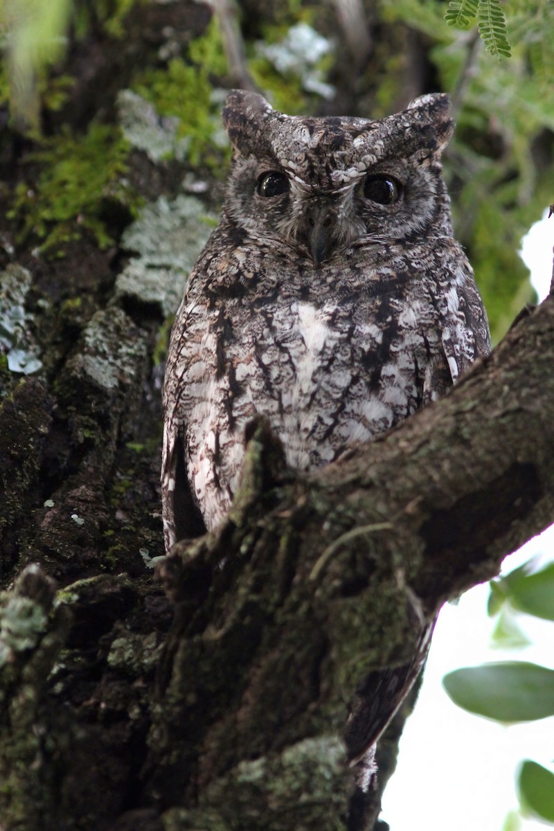 African Scops-Owl (African) - Dave Curtis