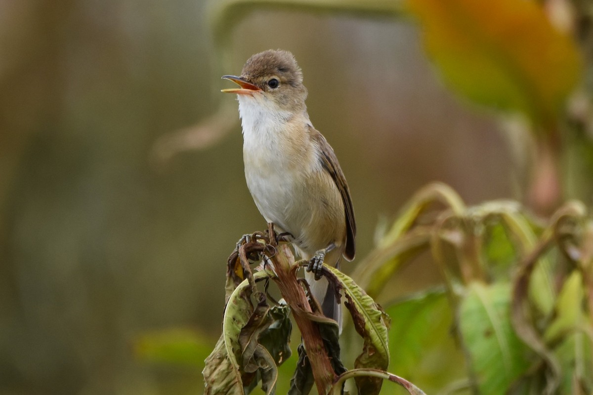 Common Reed Warbler - ML613261900