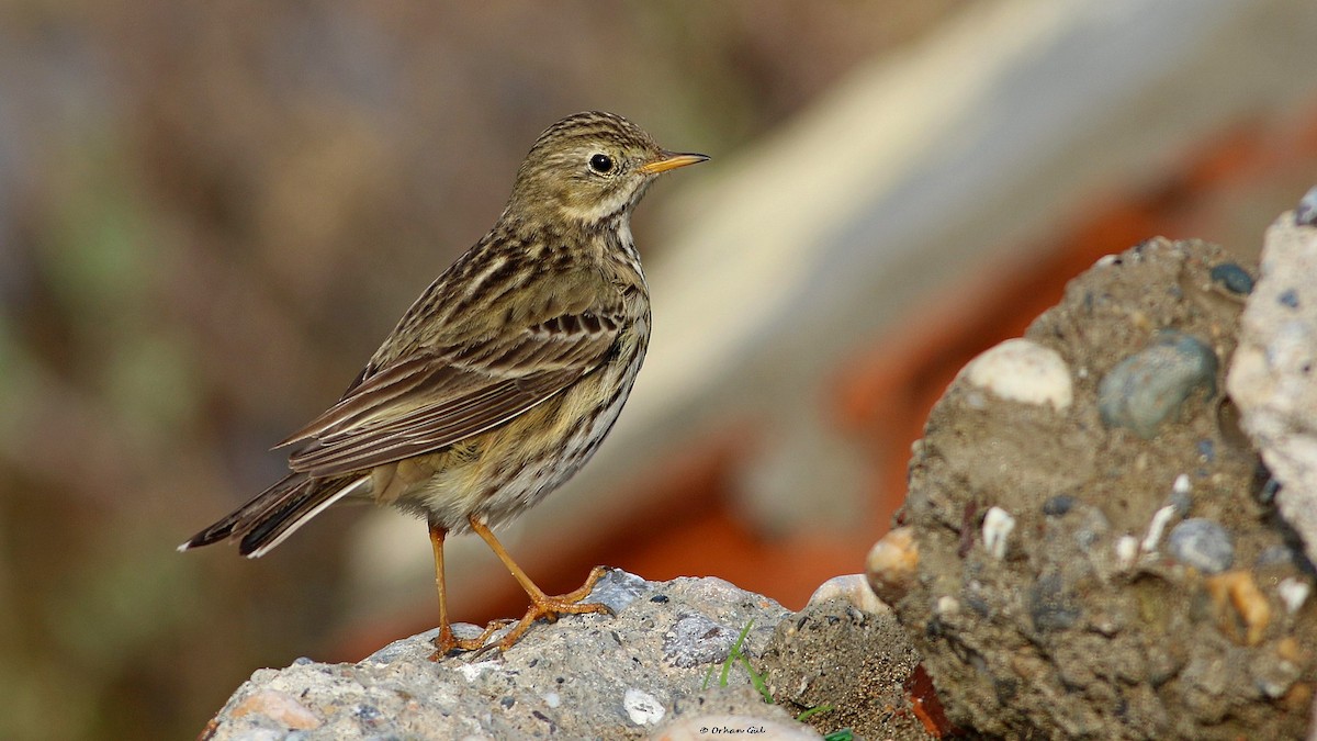Meadow Pipit - ML613262123