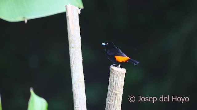 Scarlet-rumped Tanager - ML613262259