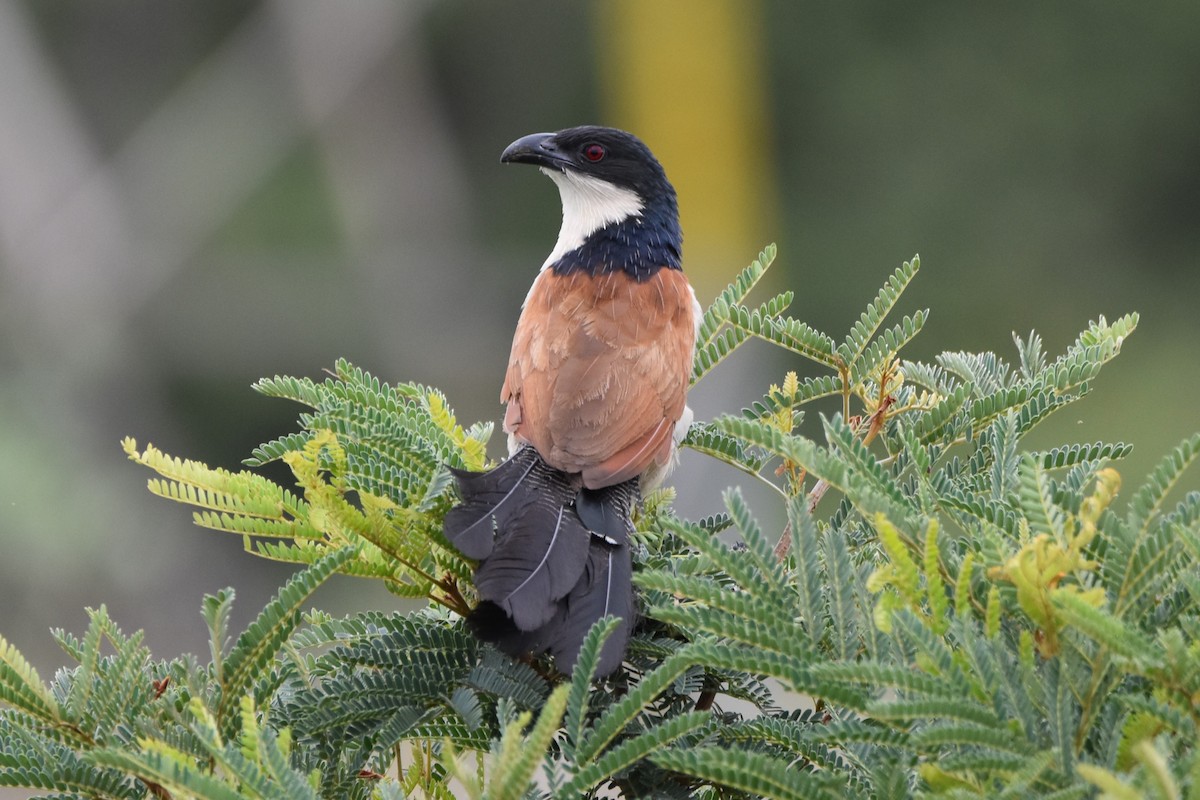 White-browed Coucal (Burchell's) - ML613262506