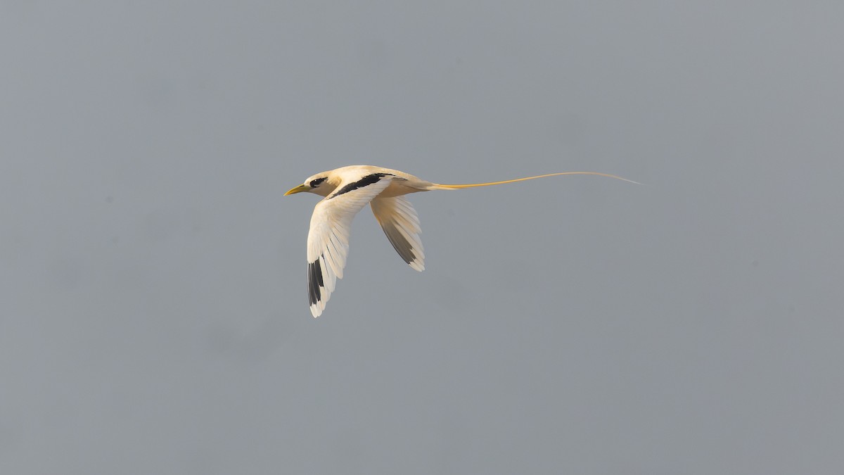 White-tailed Tropicbird - ML613262561