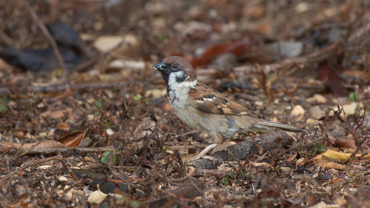 Eurasian Tree Sparrow - ML613262564
