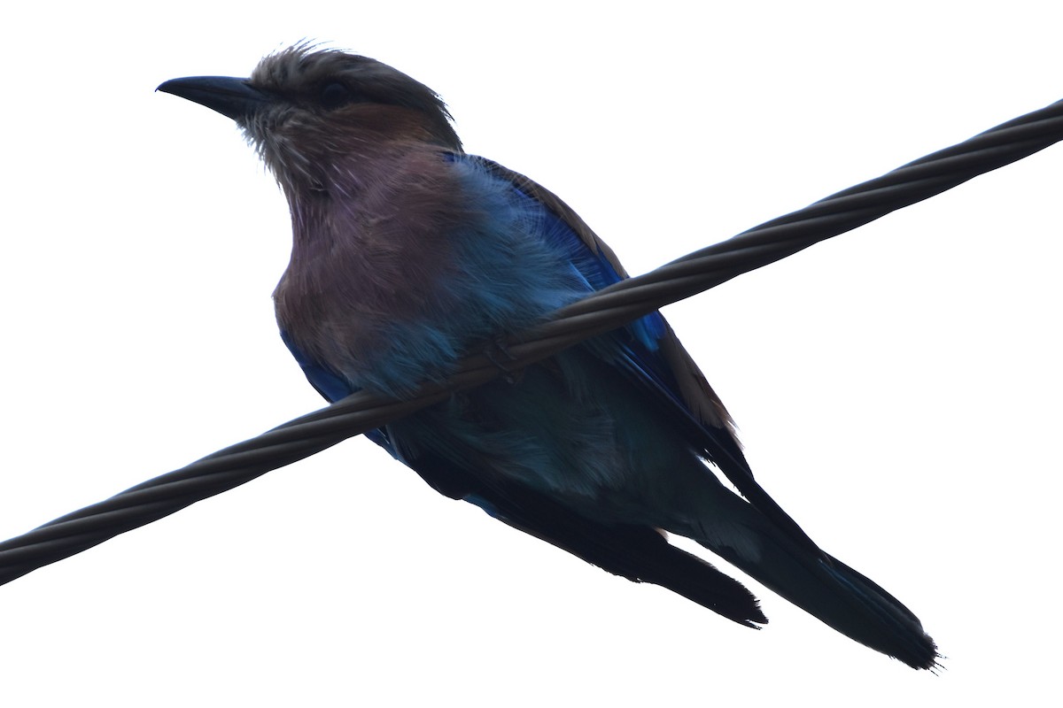 Lilac-breasted Roller - ML613262875