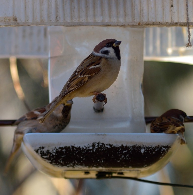 Eurasian Tree Sparrow - ML613263001