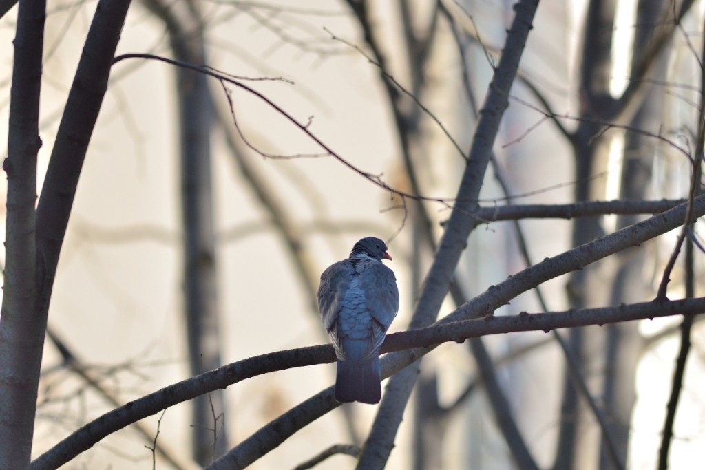 Common Wood-Pigeon - ML613263050