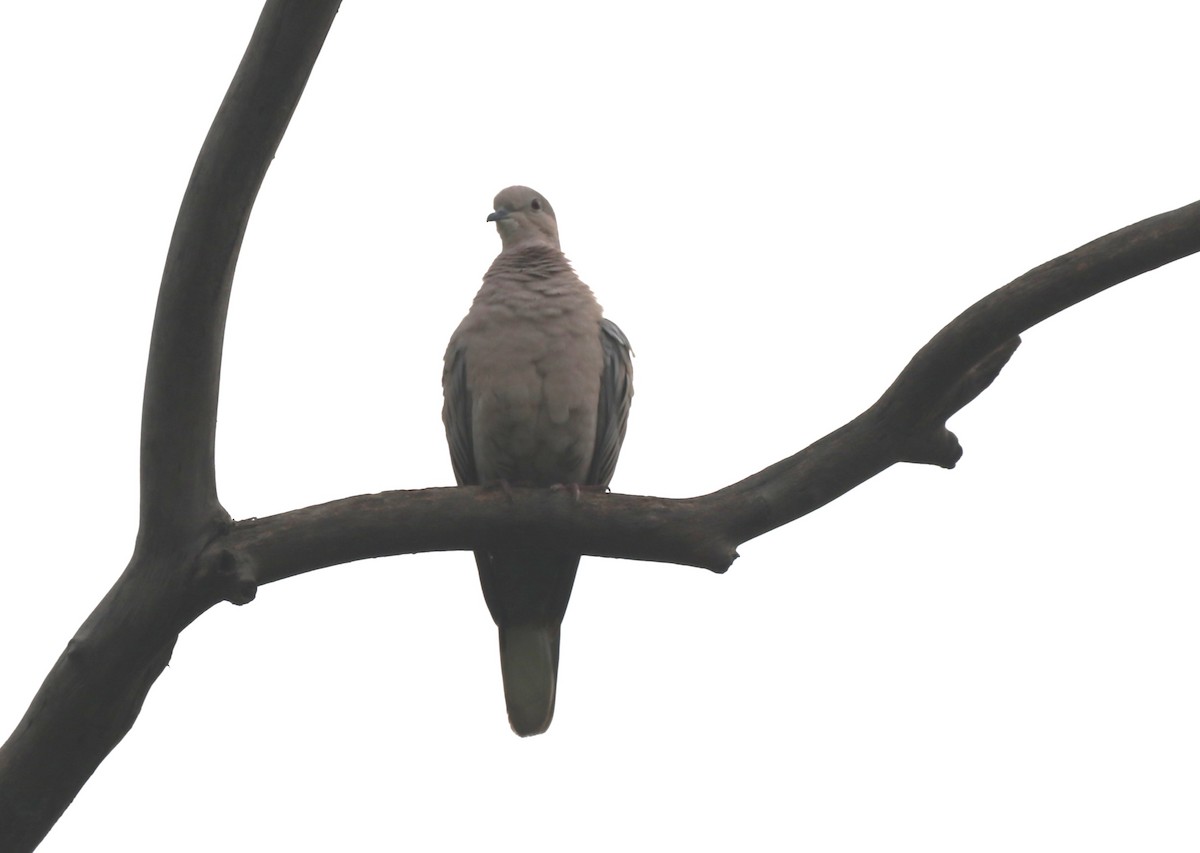 Eurasian Collared-Dove - ML613263063