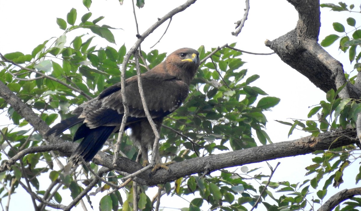 Indian Spotted Eagle - ML613263123