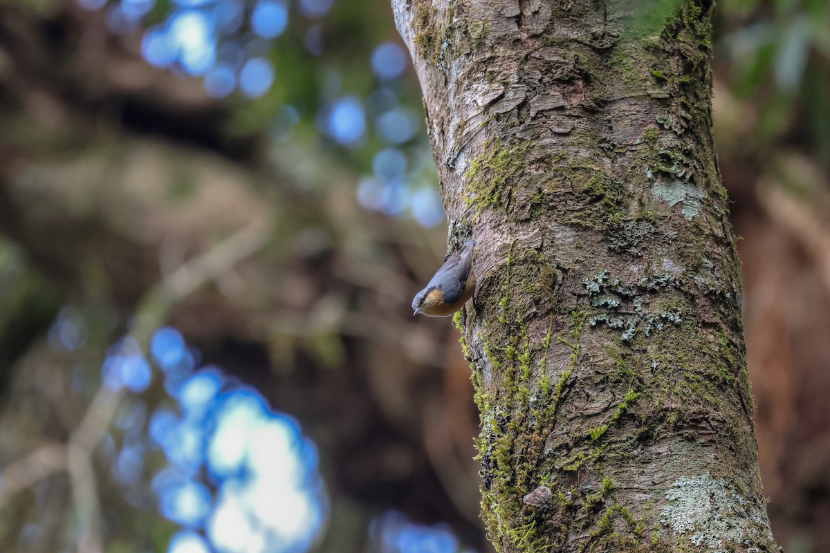 Eurasian Nuthatch (Chinese) - ML613263226