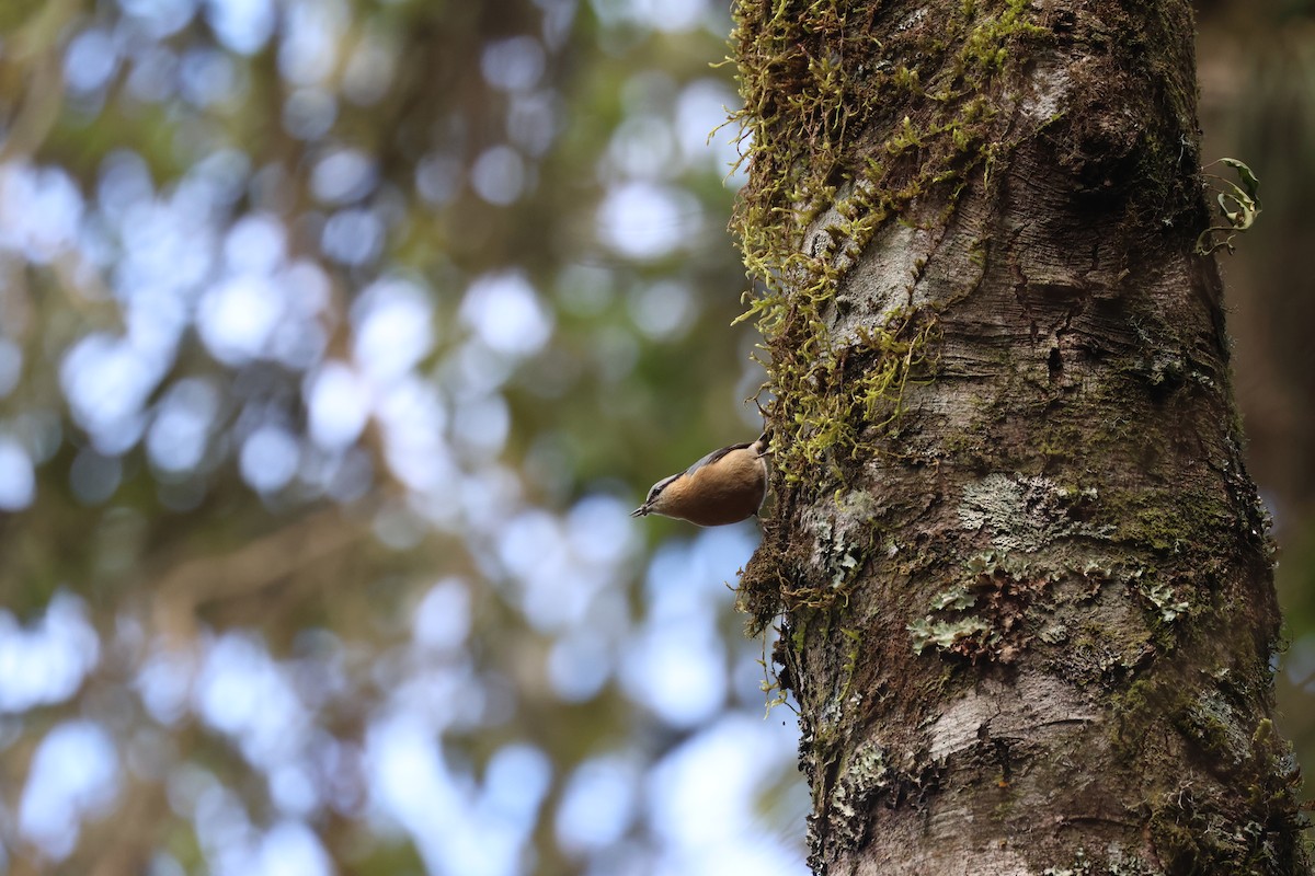 Eurasian Nuthatch (Chinese) - ML613263228