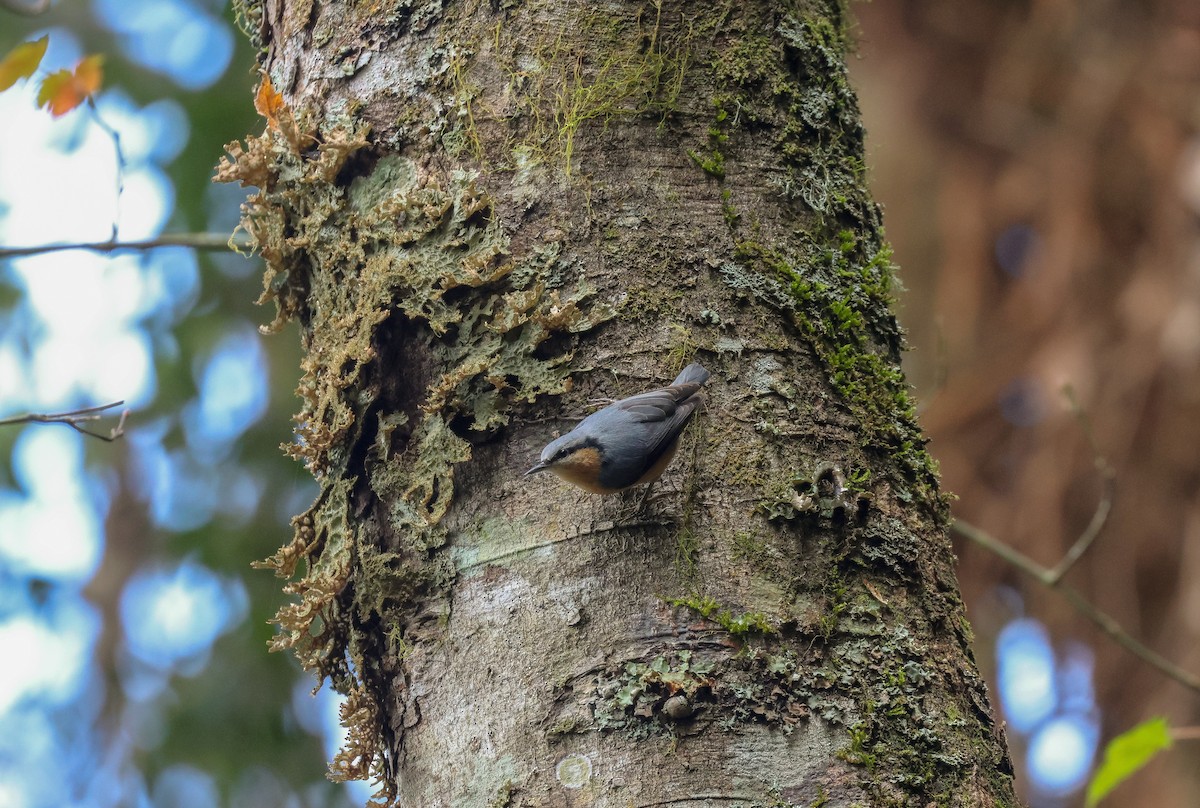 Eurasian Nuthatch (Chinese) - ML613263229