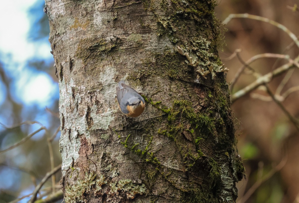 Eurasian Nuthatch (Chinese) - ML613263232