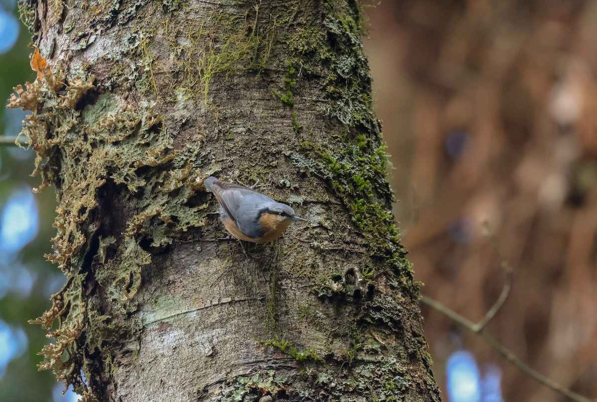 Eurasian Nuthatch (Chinese) - Chi-Hsuan Shao