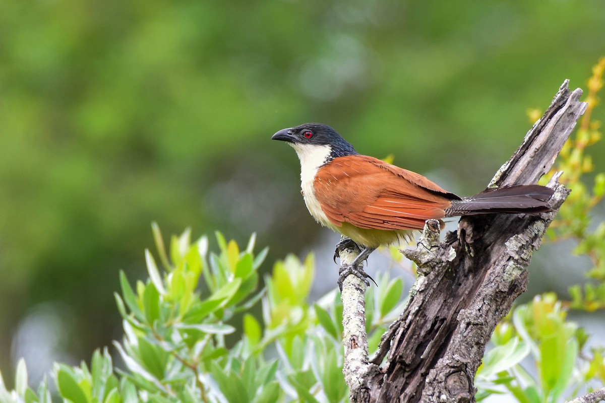 White-browed Coucal (Burchell's) - ML613263240