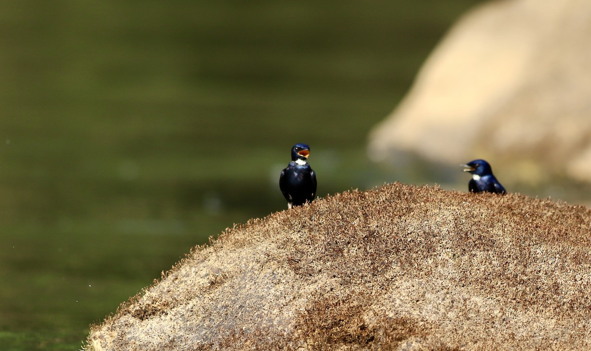 White-throated Blue Swallow - ML613263331