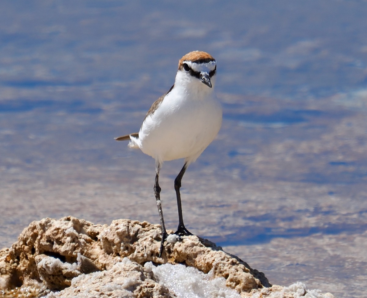 Red-capped Plover - ML613263415