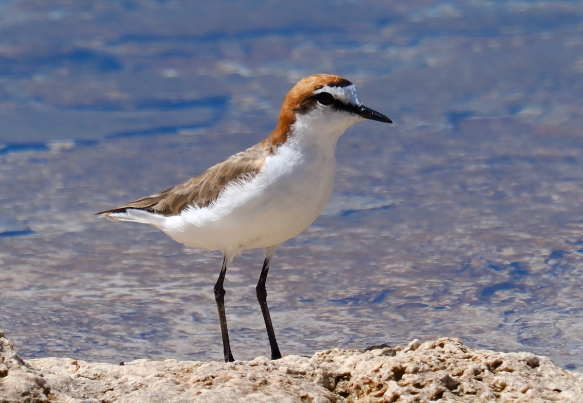 Red-capped Plover - ML613263416