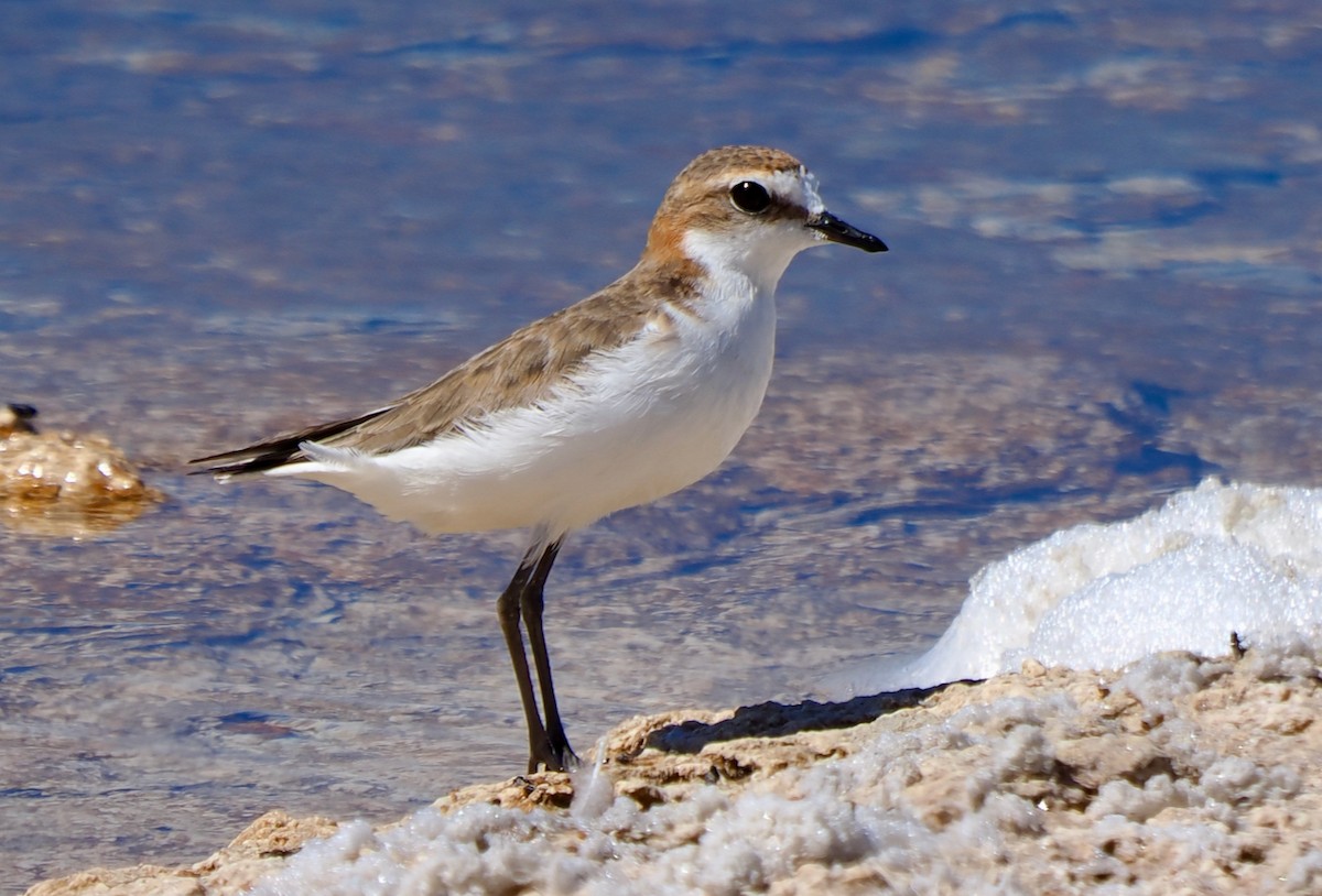 Red-capped Plover - ML613263417