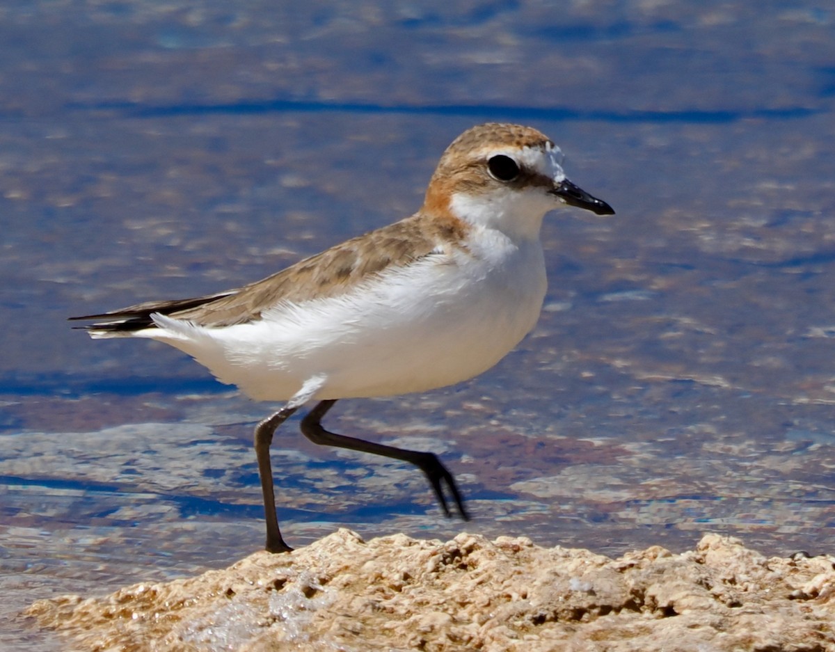 Red-capped Plover - ML613263418