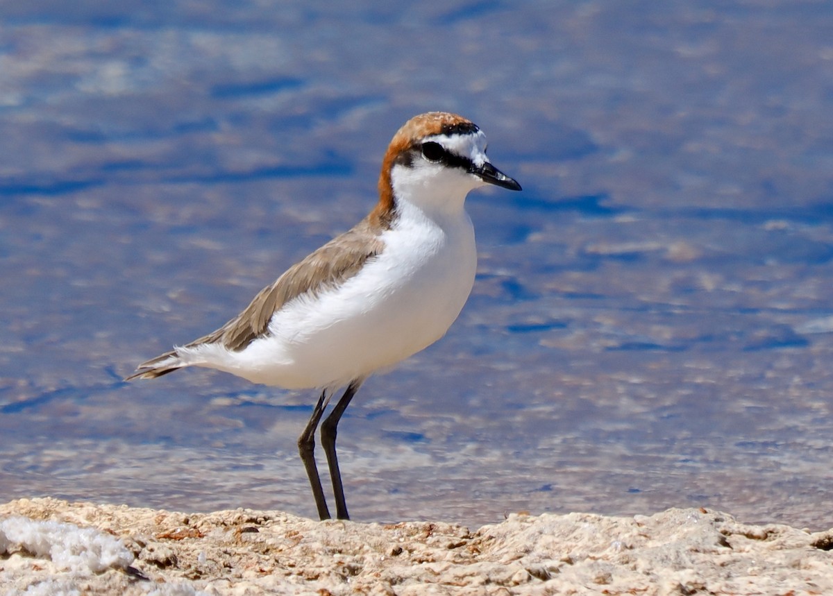Red-capped Plover - ML613263419