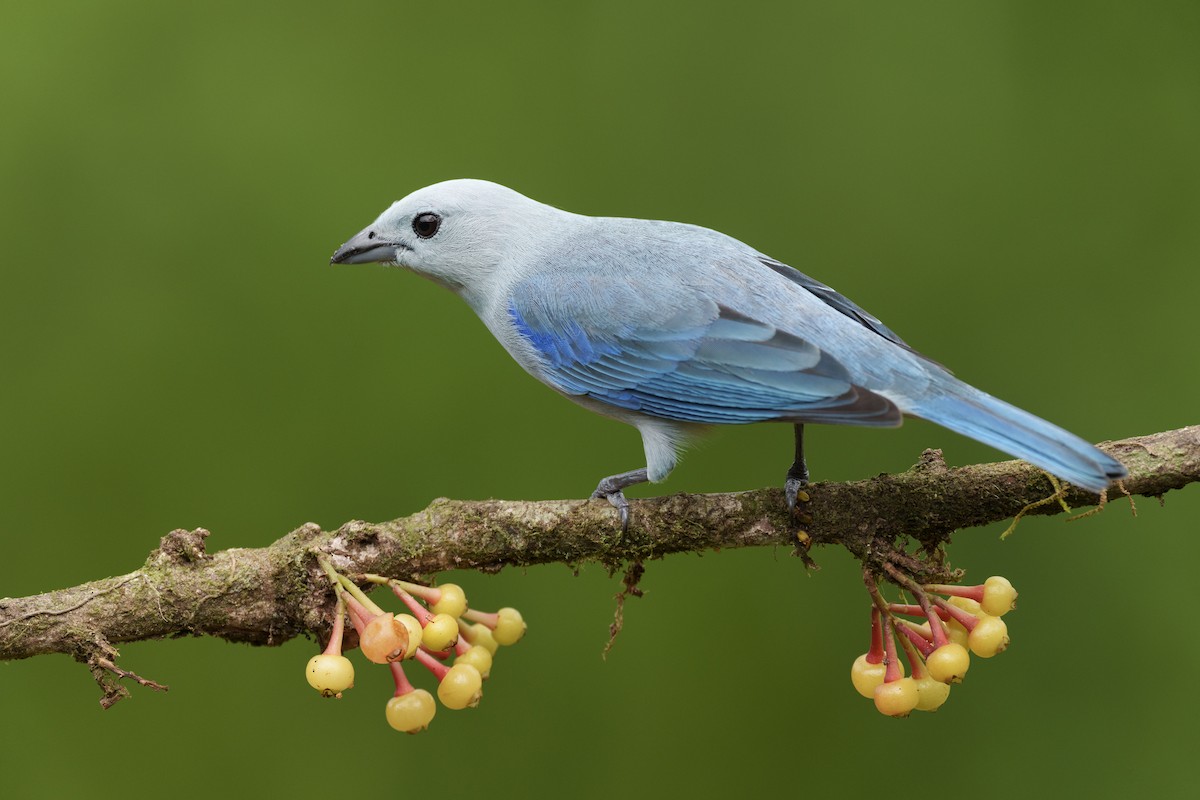 Blue-gray Tanager - ML613263576