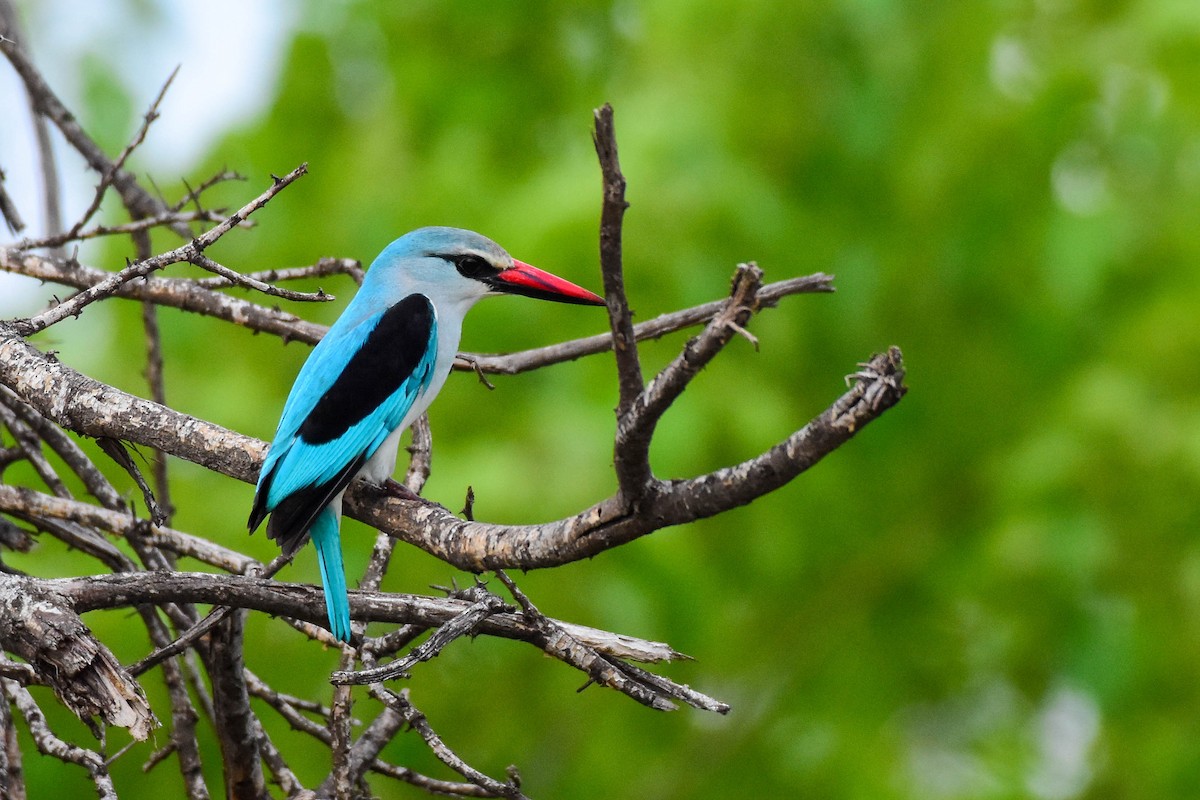 Woodland Kingfisher - Drew Beamer