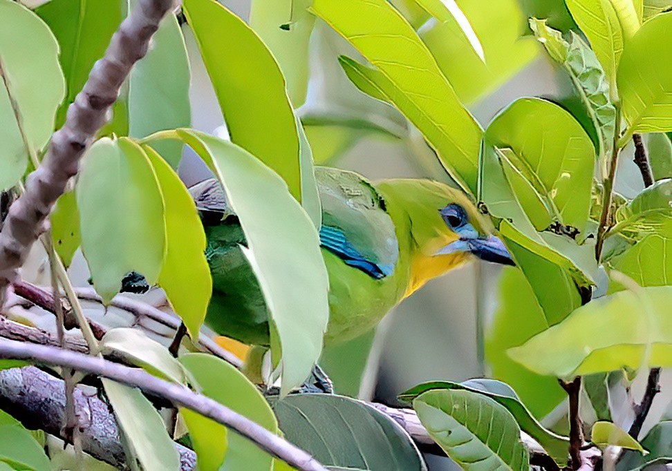 Yellow-throated Leafbird - ML613263831