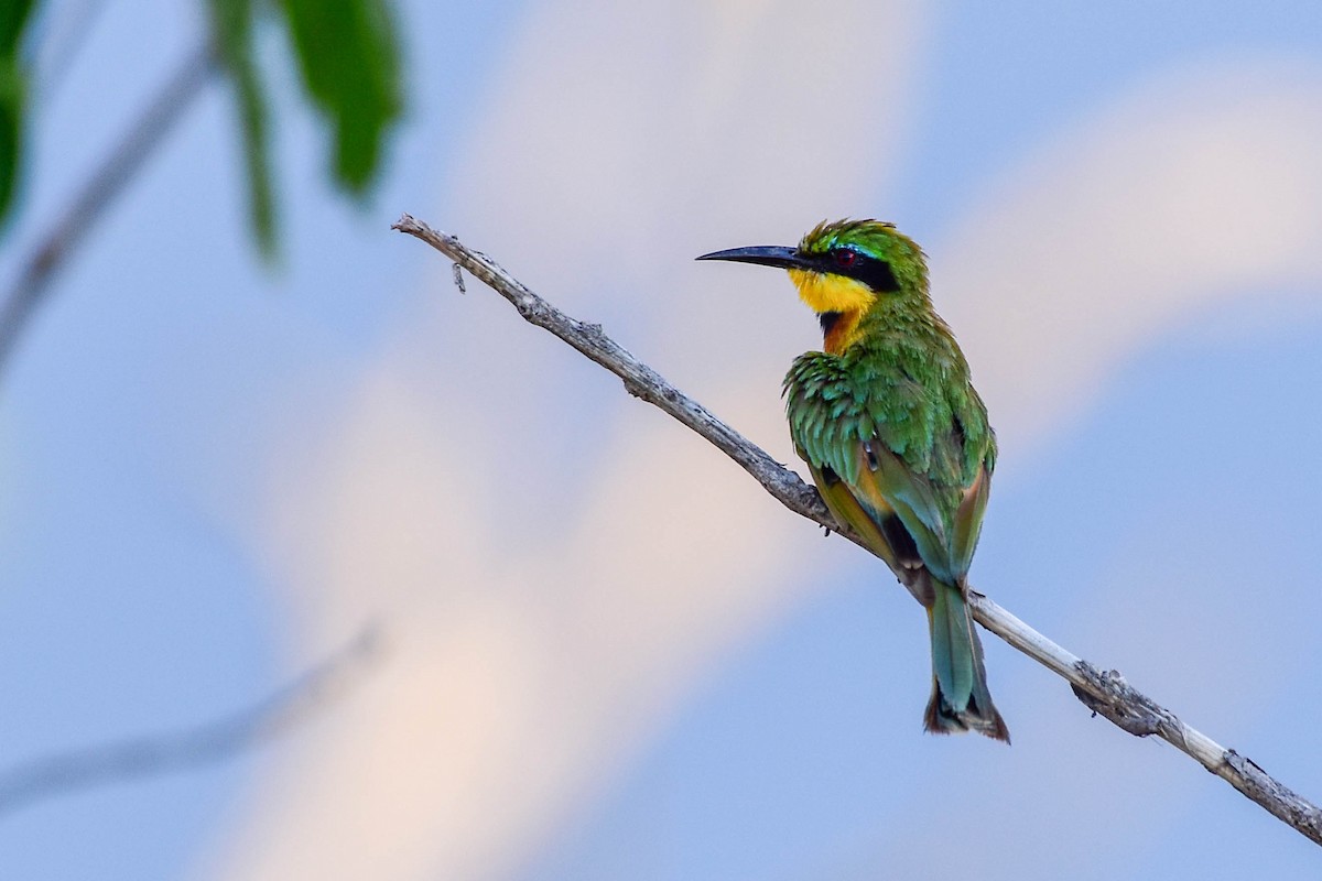 Little Bee-eater - Drew Beamer