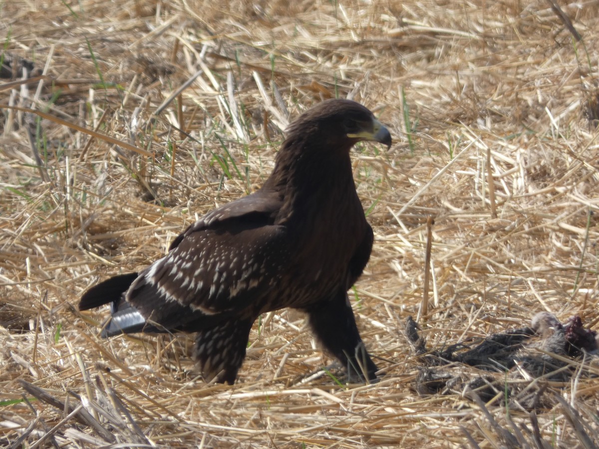 Greater Spotted Eagle - ML613263886