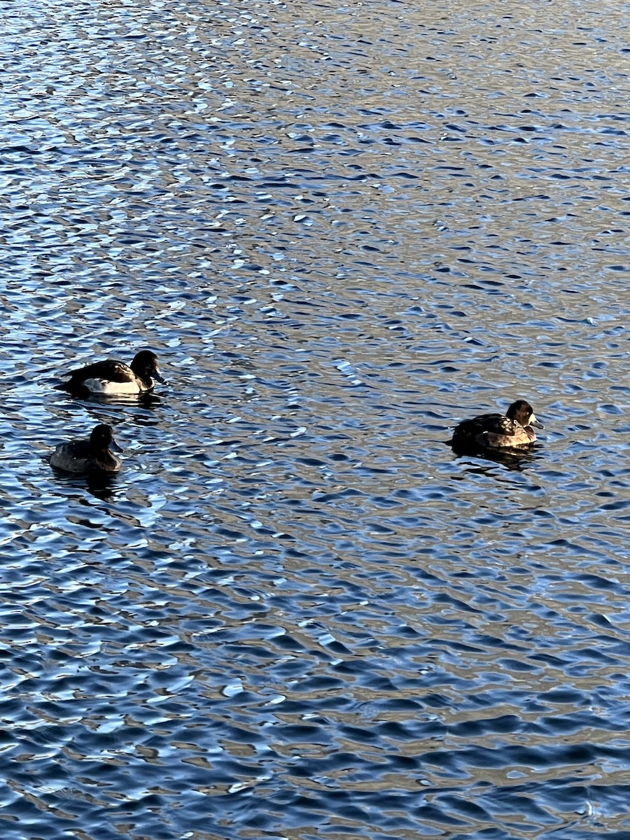 Greater Scaup - ML613263990