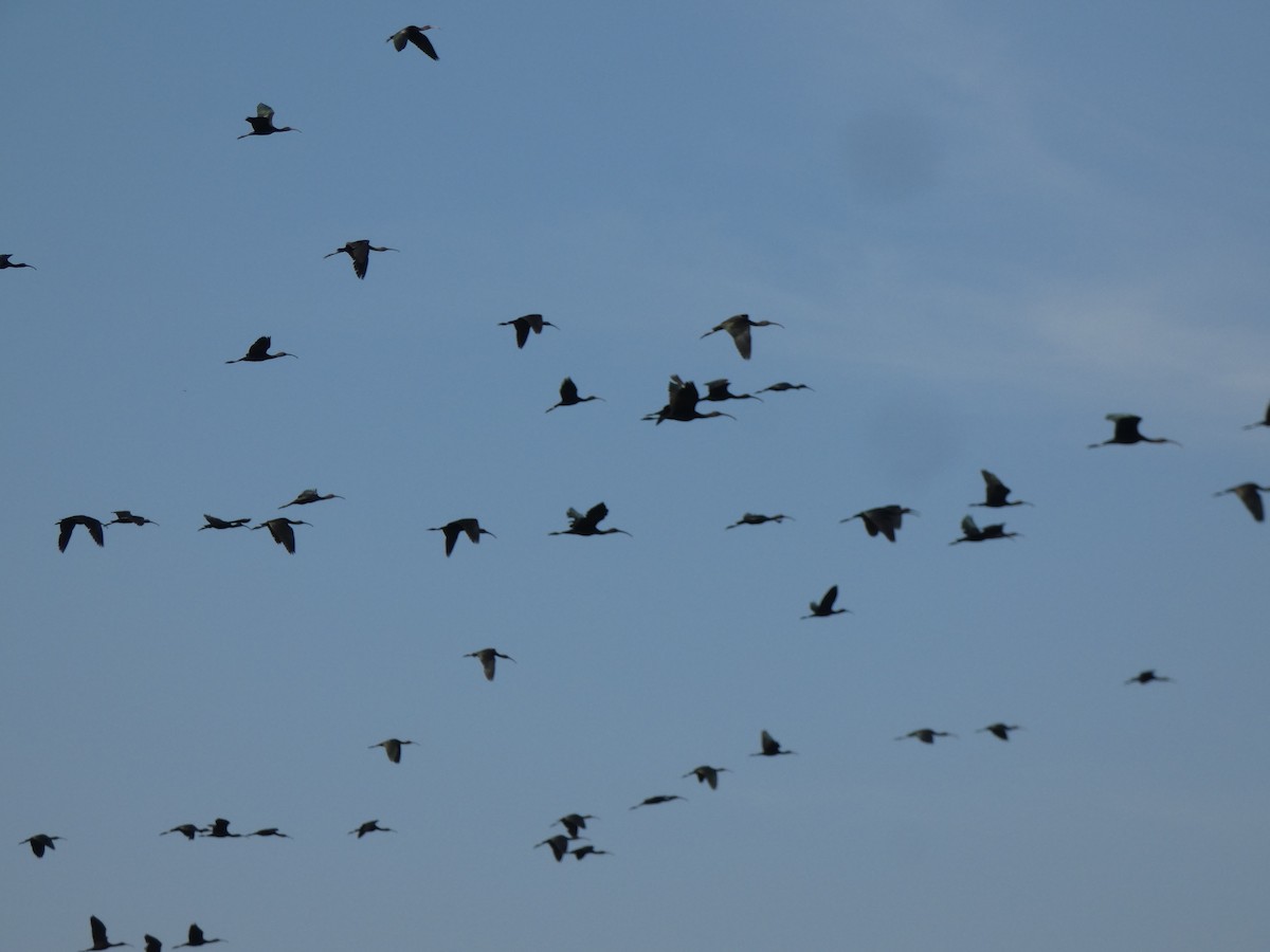 ibis hnědý - ML613263994