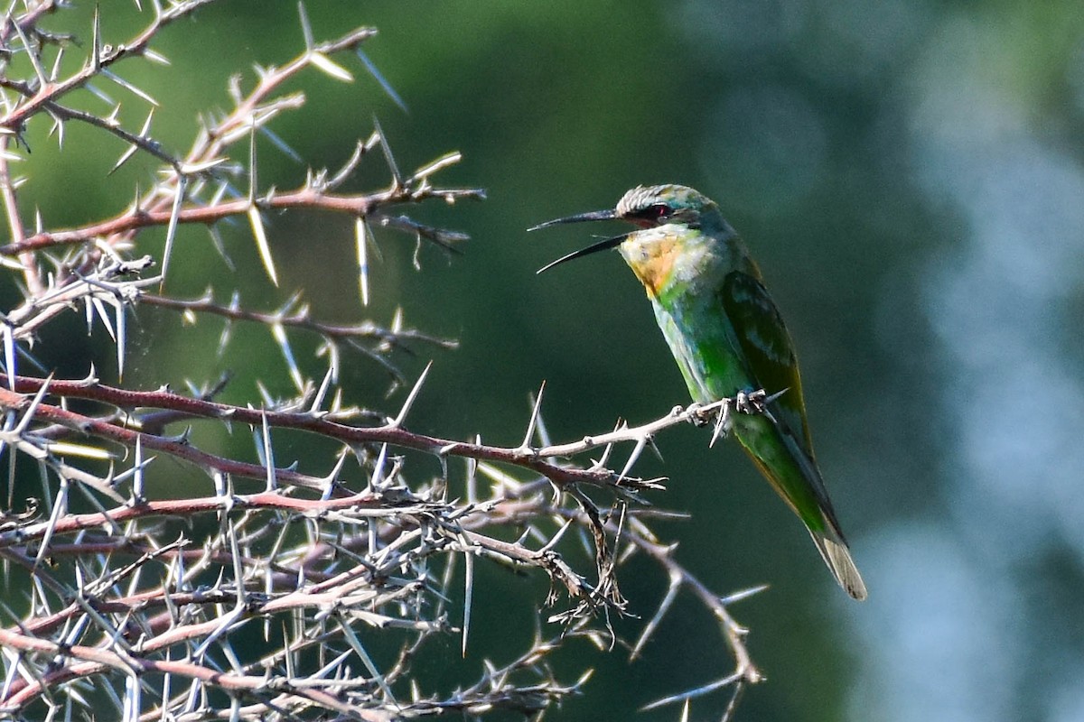 Blue-cheeked Bee-eater - Drew Beamer