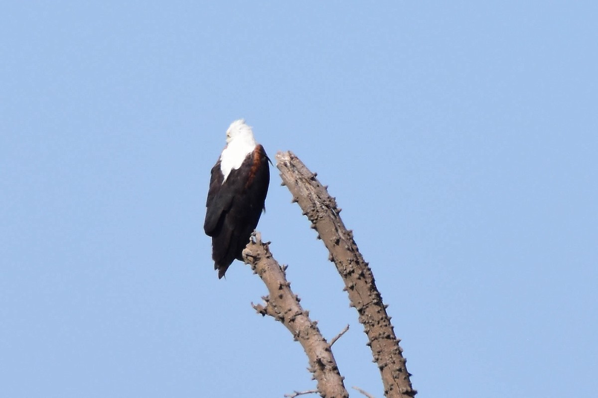 African Fish-Eagle - ML613264111