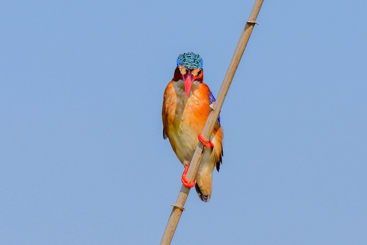 Malachite Kingfisher - Drew Beamer
