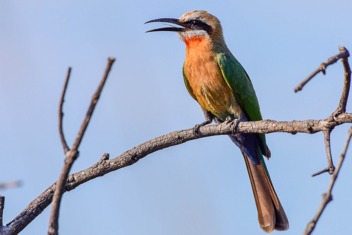 White-fronted Bee-eater - ML613264303